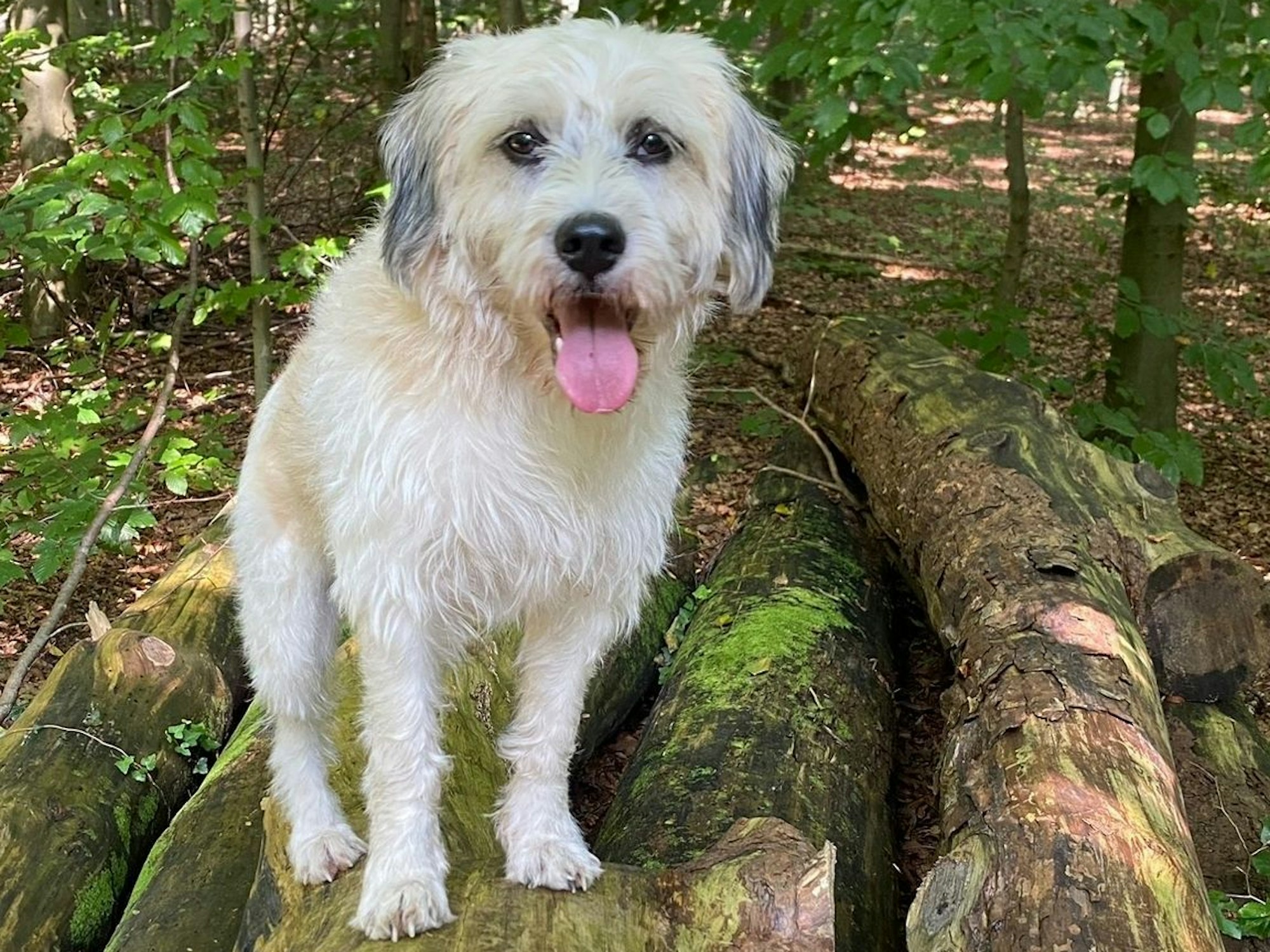Ein Hund sitzt im Wald auf Baumstämmen.