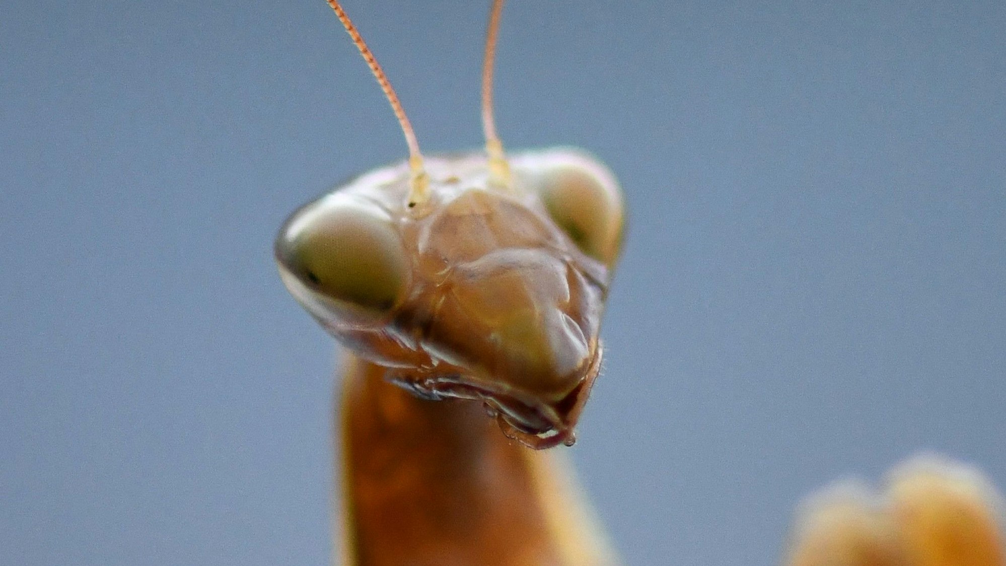 Eine Europäische Gottesanbeterin (Mantis religiosa)