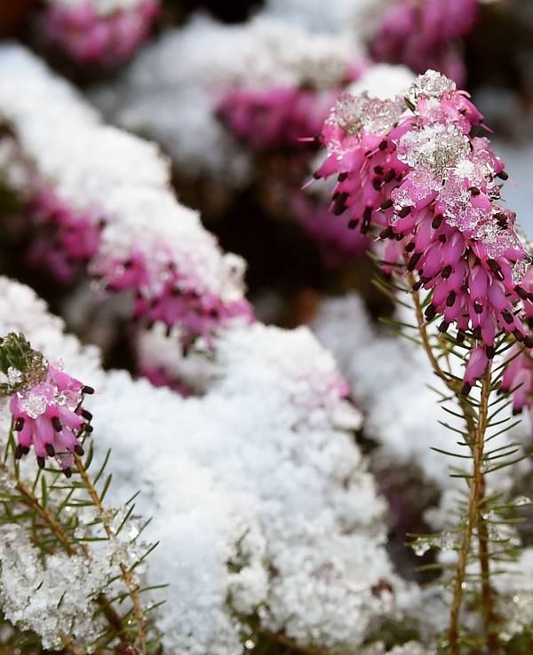 Schnee und Eiskristalle bedecken die Blüten einer Schneeheide