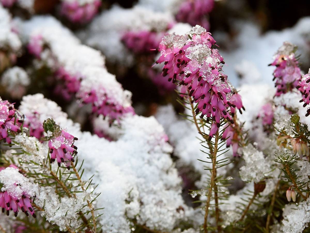 Schnee und Eiskristalle bedecken die Blüten einer Schneeheide