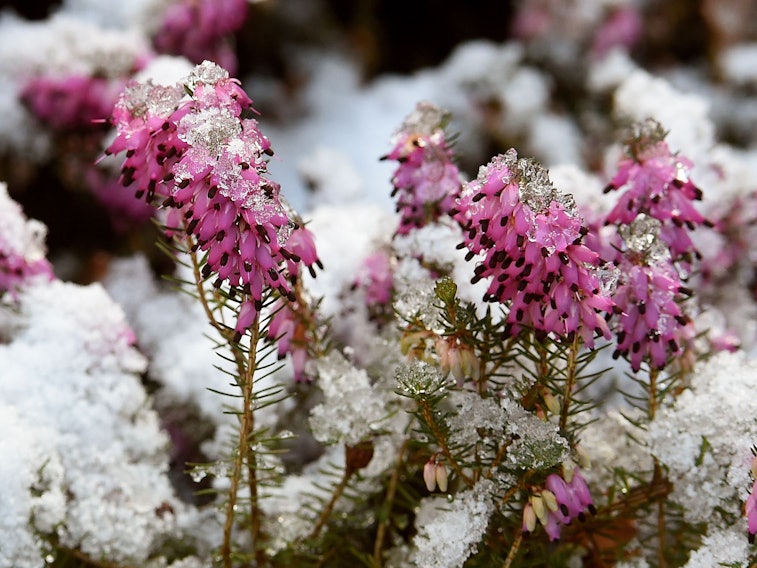 Schnee und Eiskristalle bedecken die Blüten einer Schneeheide