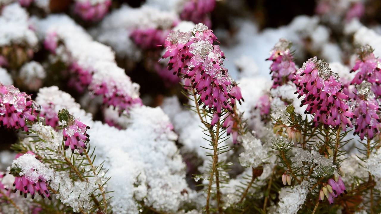 Schnee und Eiskristalle bedecken die Blüten einer Schneeheide