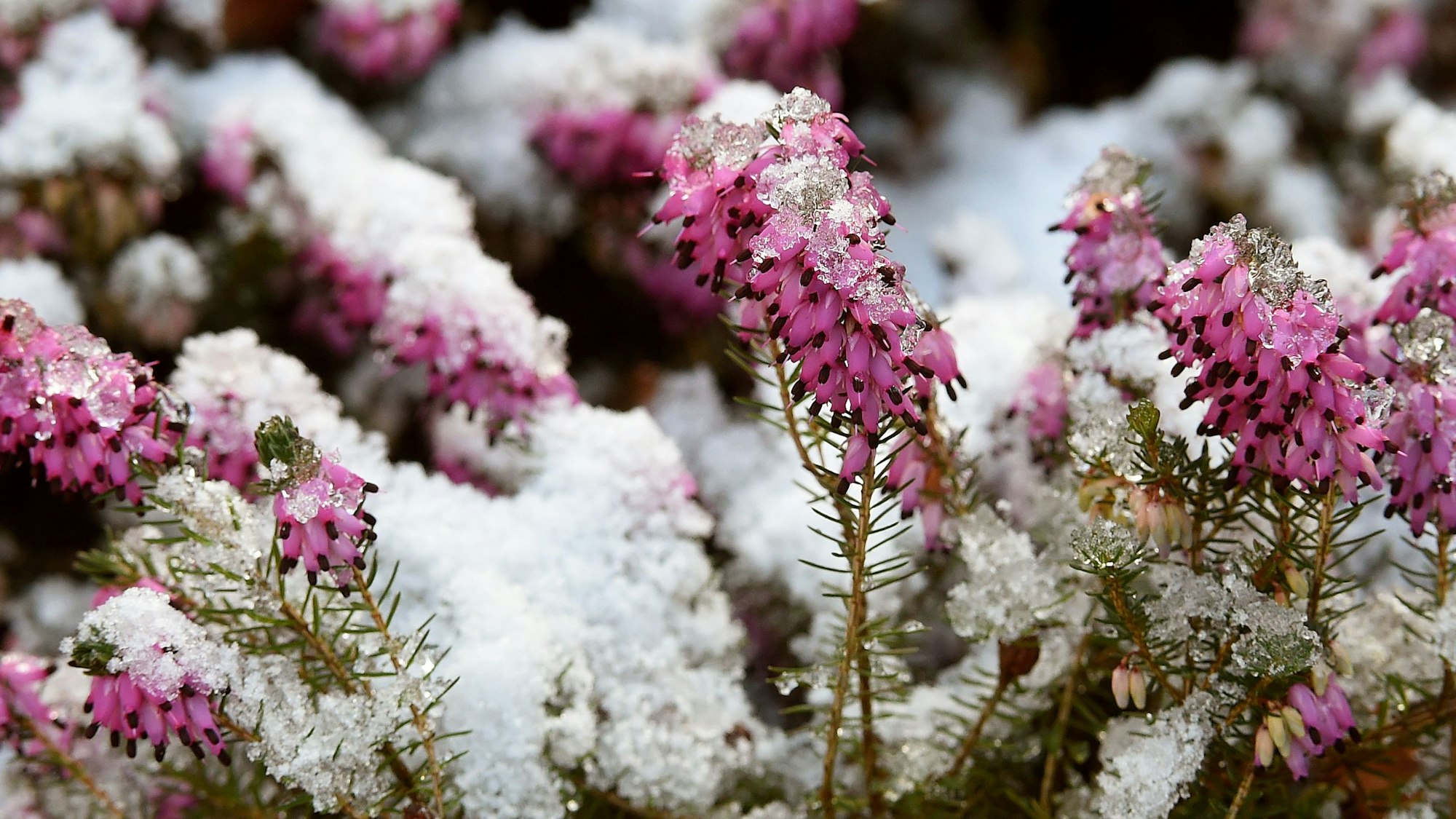 Schnee und Eiskristalle bedecken die Blüten einer Schneeheide