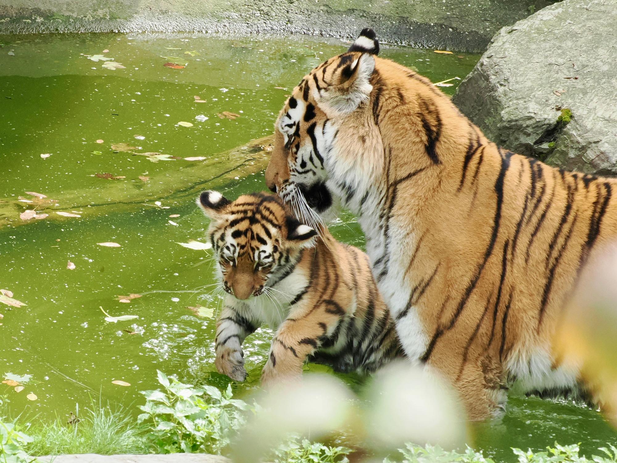 Tiger-Mama Katinka mit ihrem Nachwuchs im Wasserbecken.