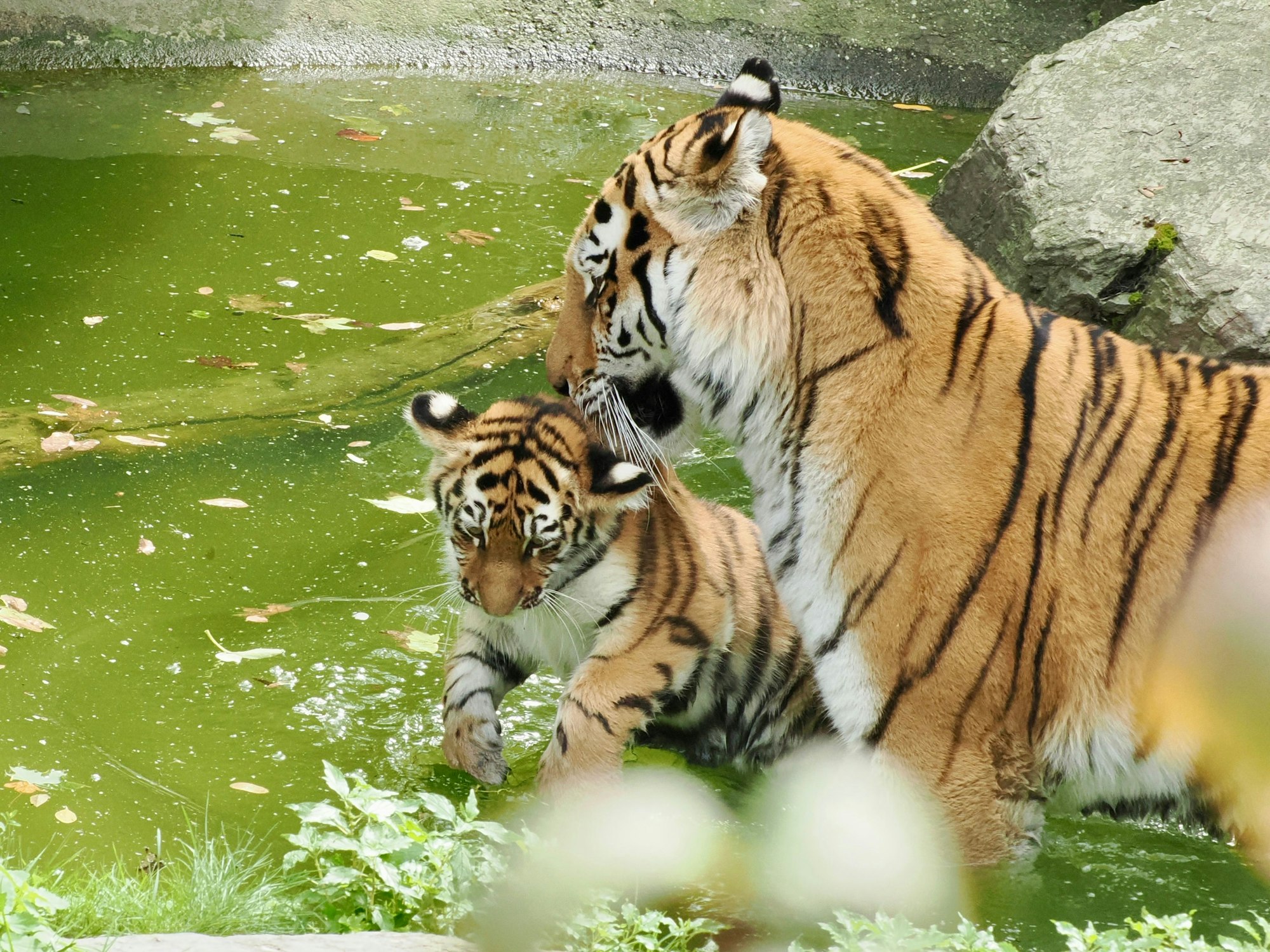 Tiger-Mama Katinka mit ihrem Nachwuchs im Wasserbecken.