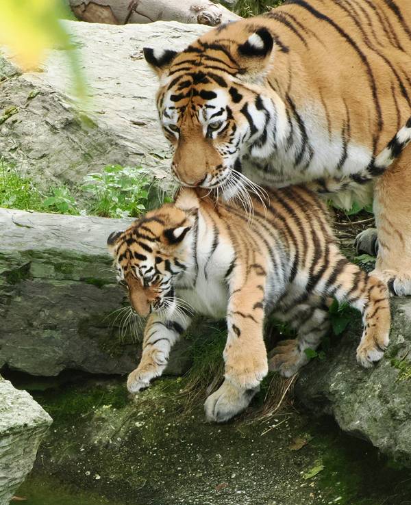 Tiger-Mama Katinka packt ihr Junges am Nacken und hält es über das Wasser.