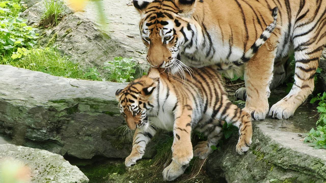 Tiger-Mama Katinka packt ihr Junges am Nacken und hält es über das Wasser.