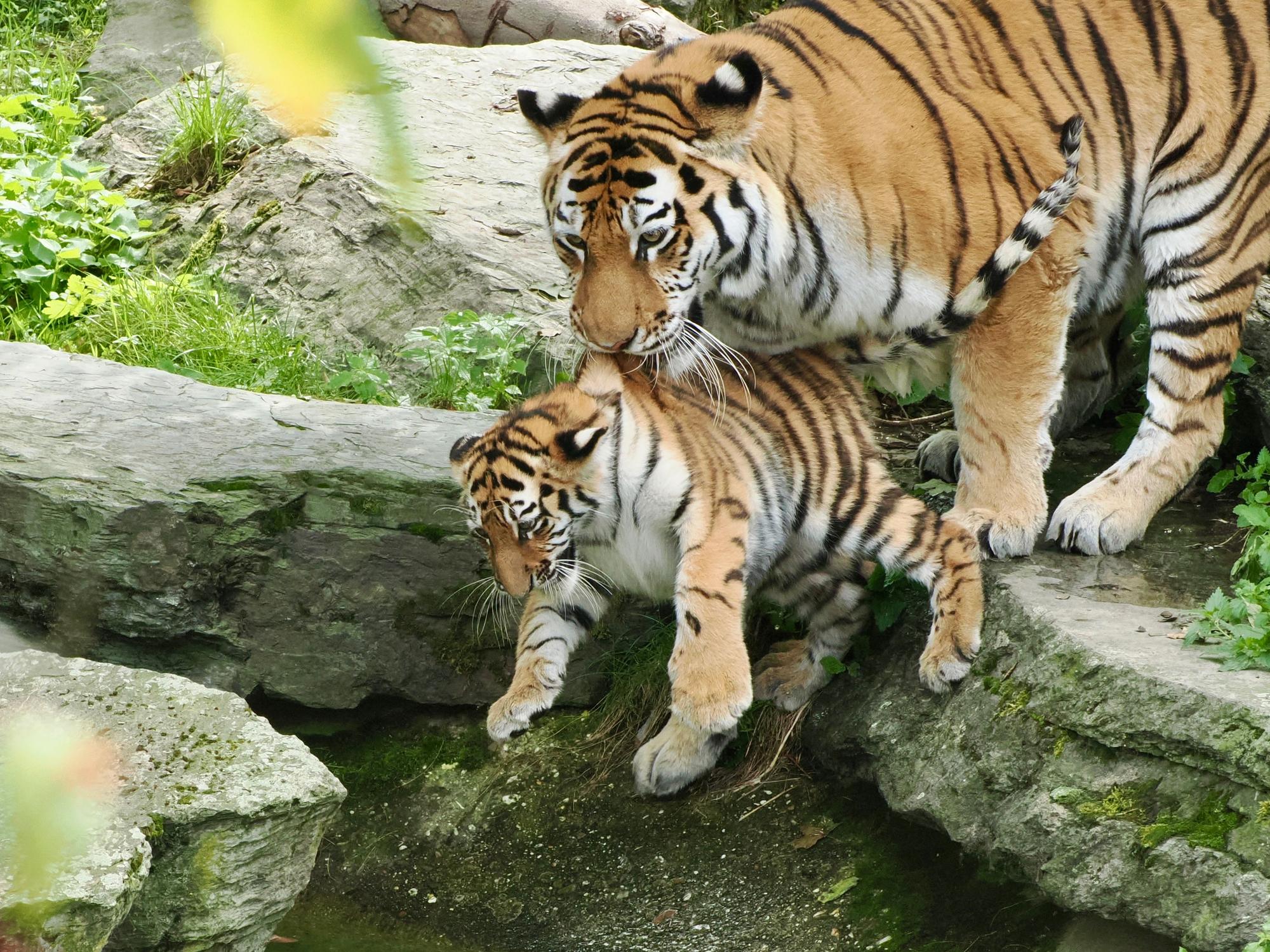 Tiger-Mama Katinka packt ihr Junges am Nacken und hält es über das Wasser.