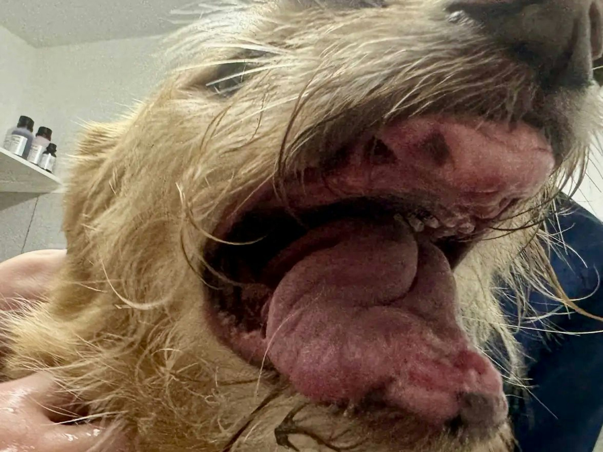 Die Zähne von Barky wurden gezogen.