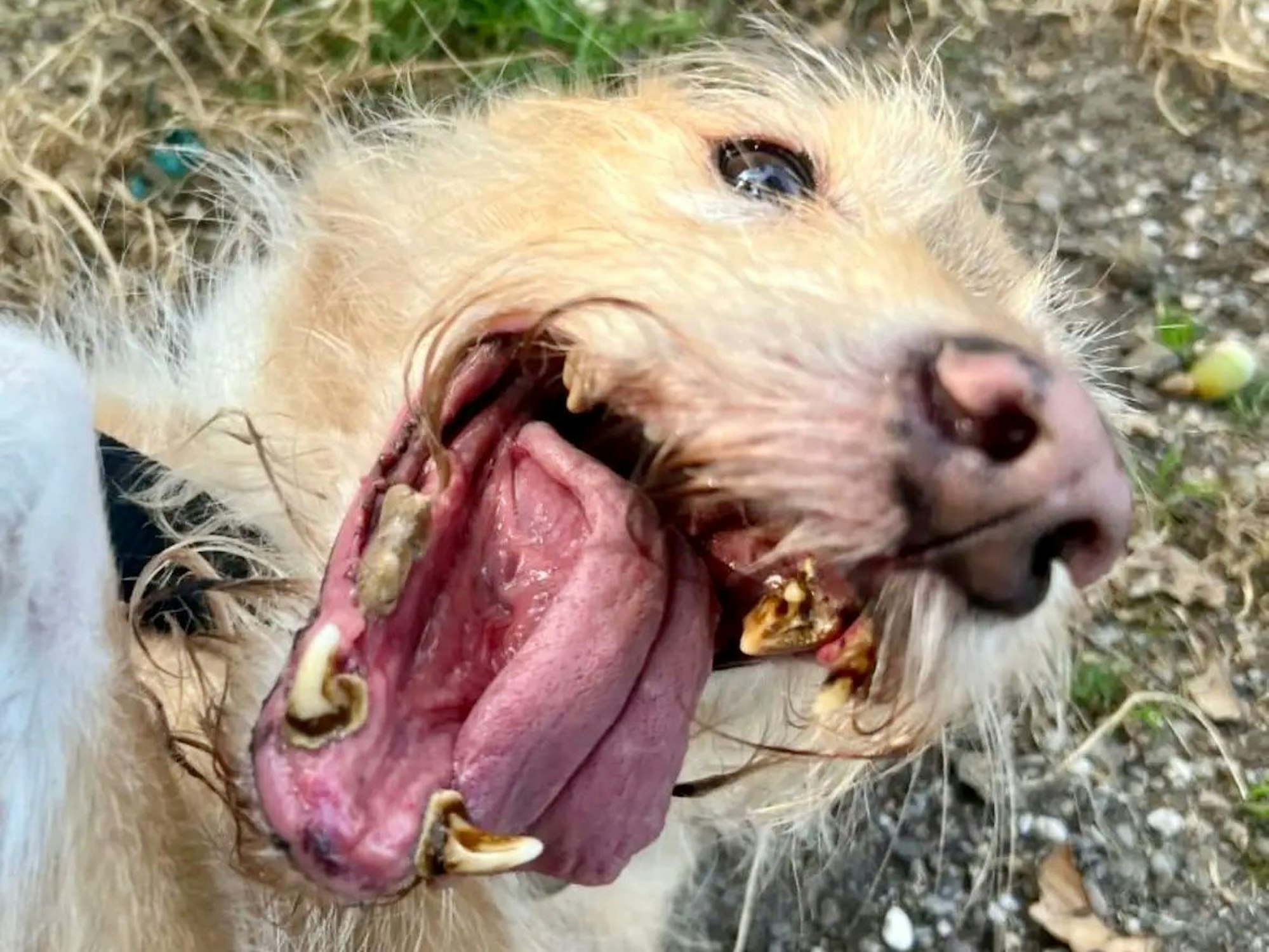 Die Zähne vom kleinen „Barky“ waren in einem schlimmen Zustand und mussten allesamt gezogen werden.