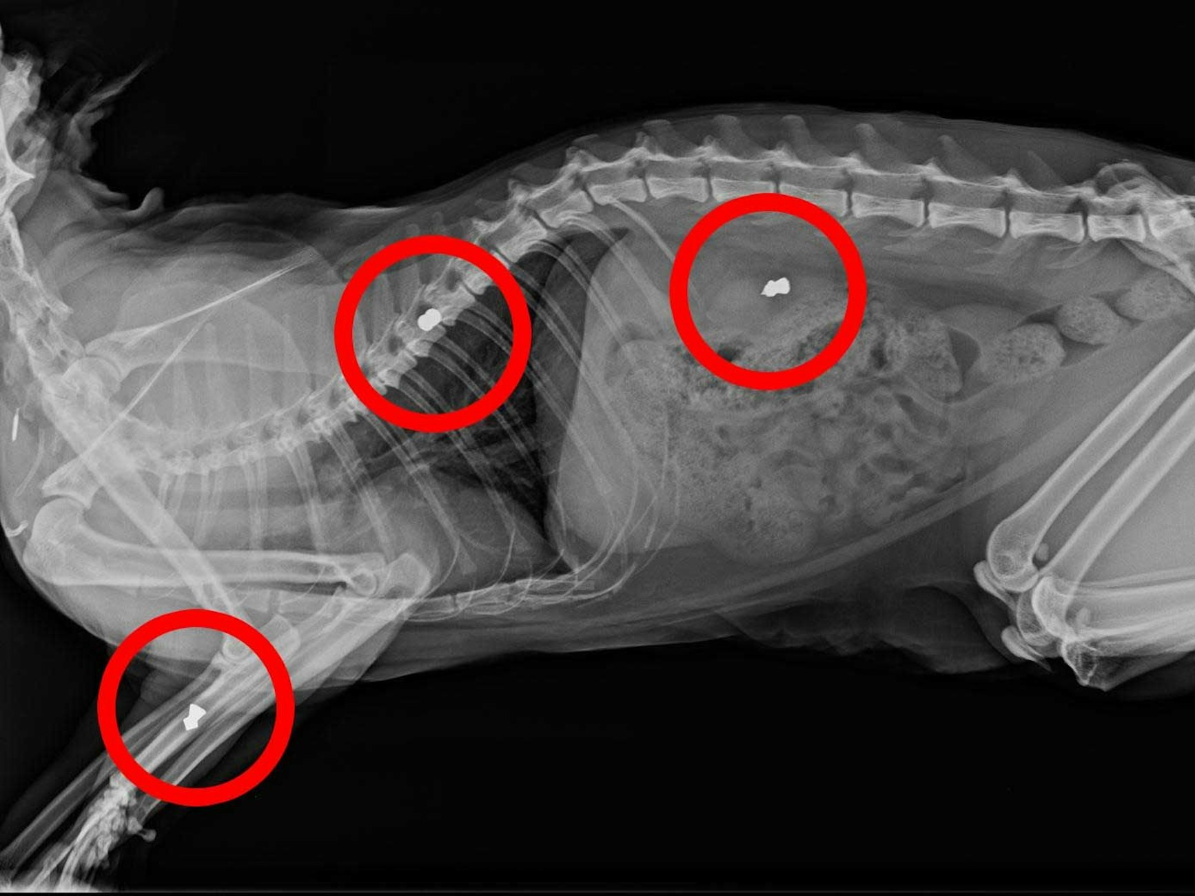 Das Röntgenbild von Kater Mr. Grey zeigt die drei Luftgewehr-Projektile, die im Körper stecken.