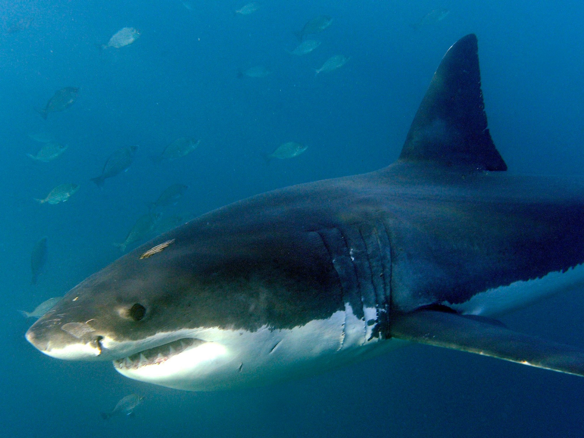 Ein großer Weißer Hai, aufgenommen im Indischen Ozean vor Gansbaai (Symbolfoto).