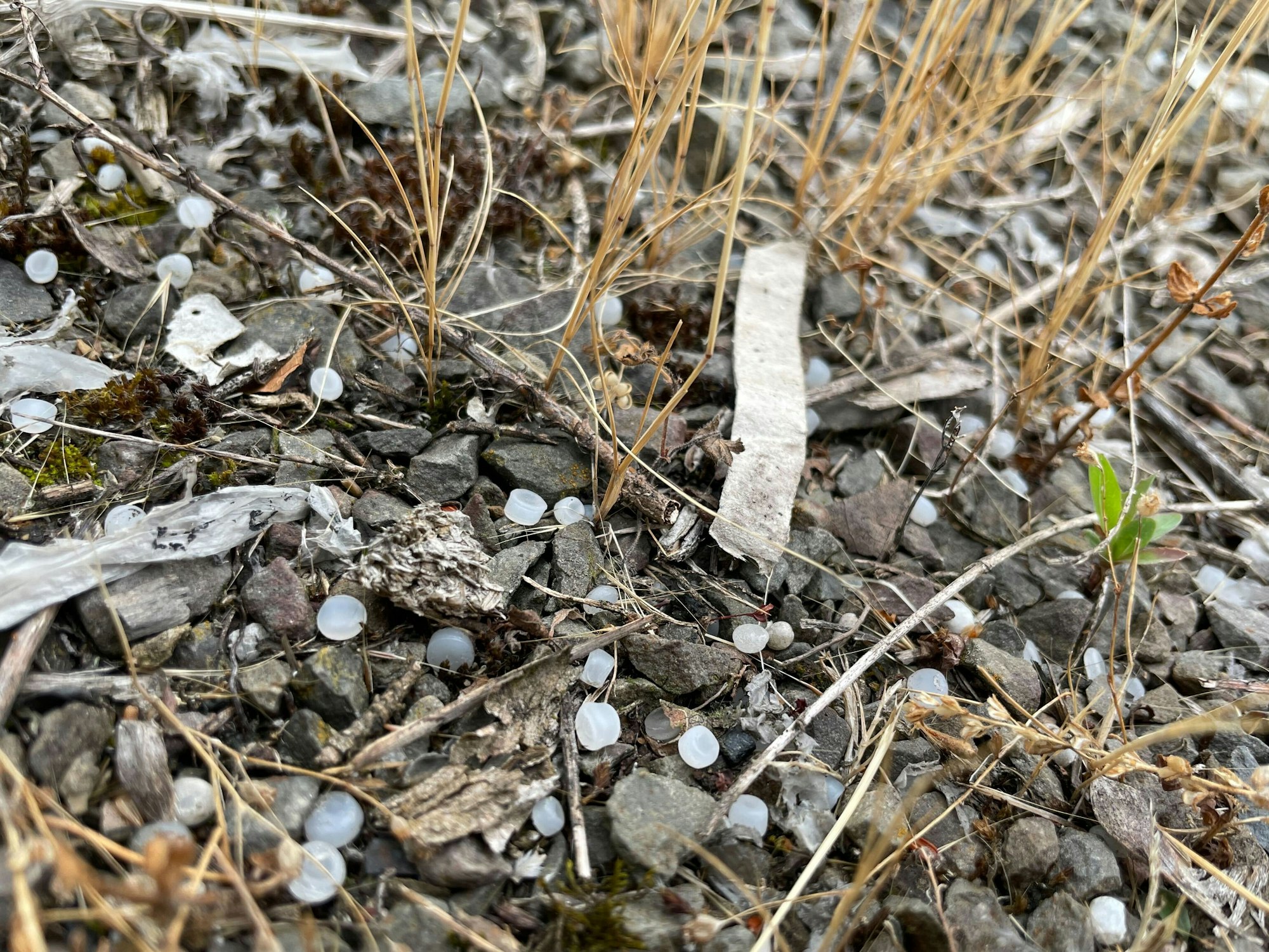 Mikroplastik am Rheinufer in KÖln