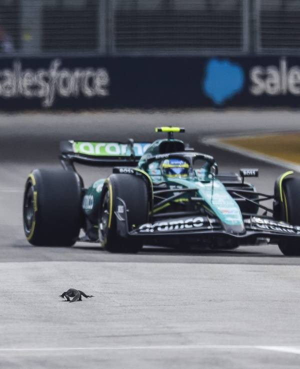 Eine Eidechse taucht am Samstag (21. September 2024) beim Training der Formel 1 plötzlich auf der Strecke auf, hier muss Fernando Alonso ausweichen.
