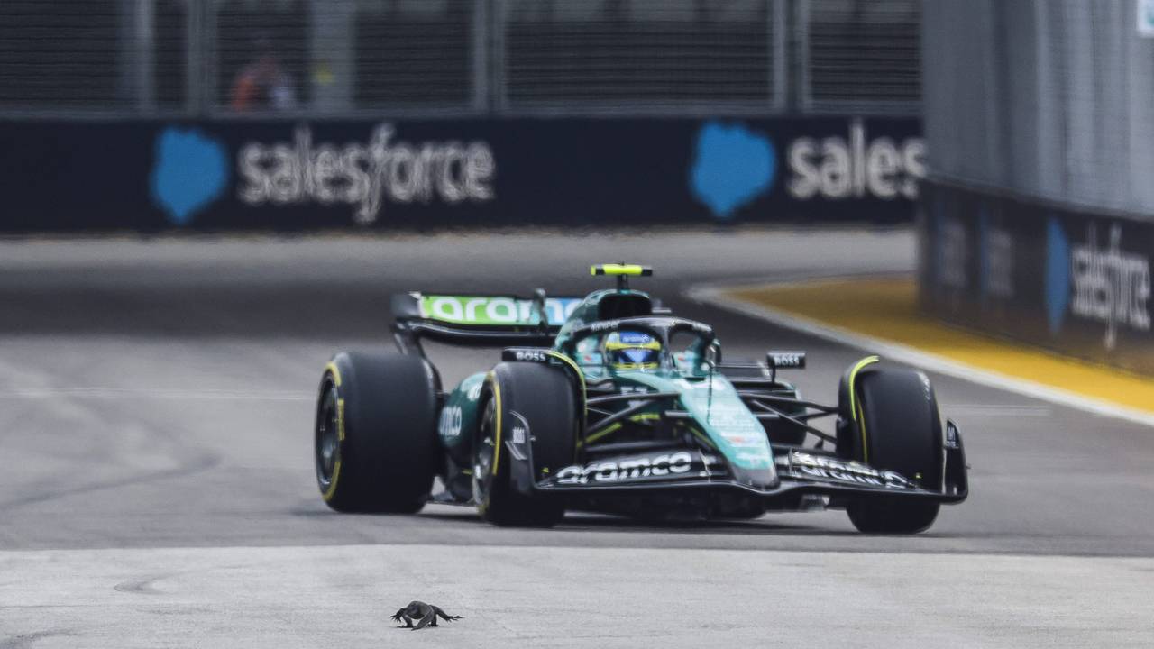 Eine Eidechse taucht am Samstag (21. September 2024) beim Training der Formel 1 plötzlich auf der Strecke auf, hier muss Fernando Alonso ausweichen.