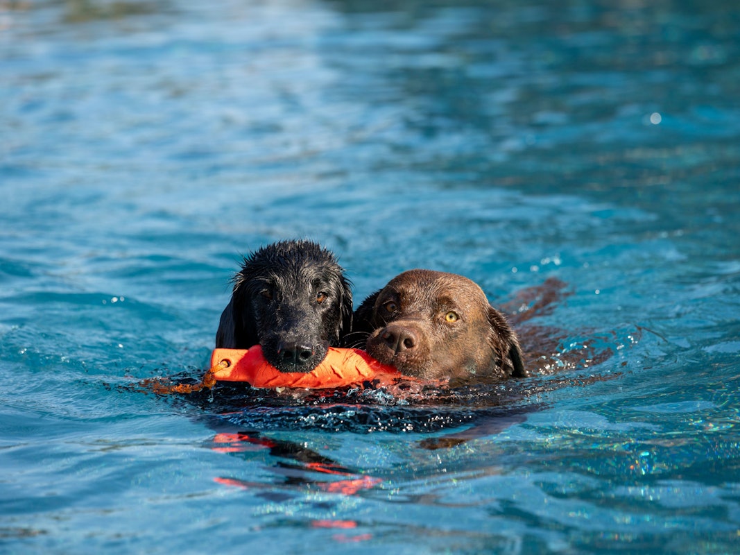 Die schönsten Bilder vom Kölner Hundeschwimmen im Stadionbad.