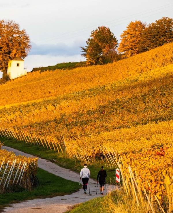 Zwei Frauen gehen inmitten von herbstlich gefärbtem Laub einen Weg auf einem Weinberg entlang, während im Hintergrund der Schwarzwald zu sehen ist.