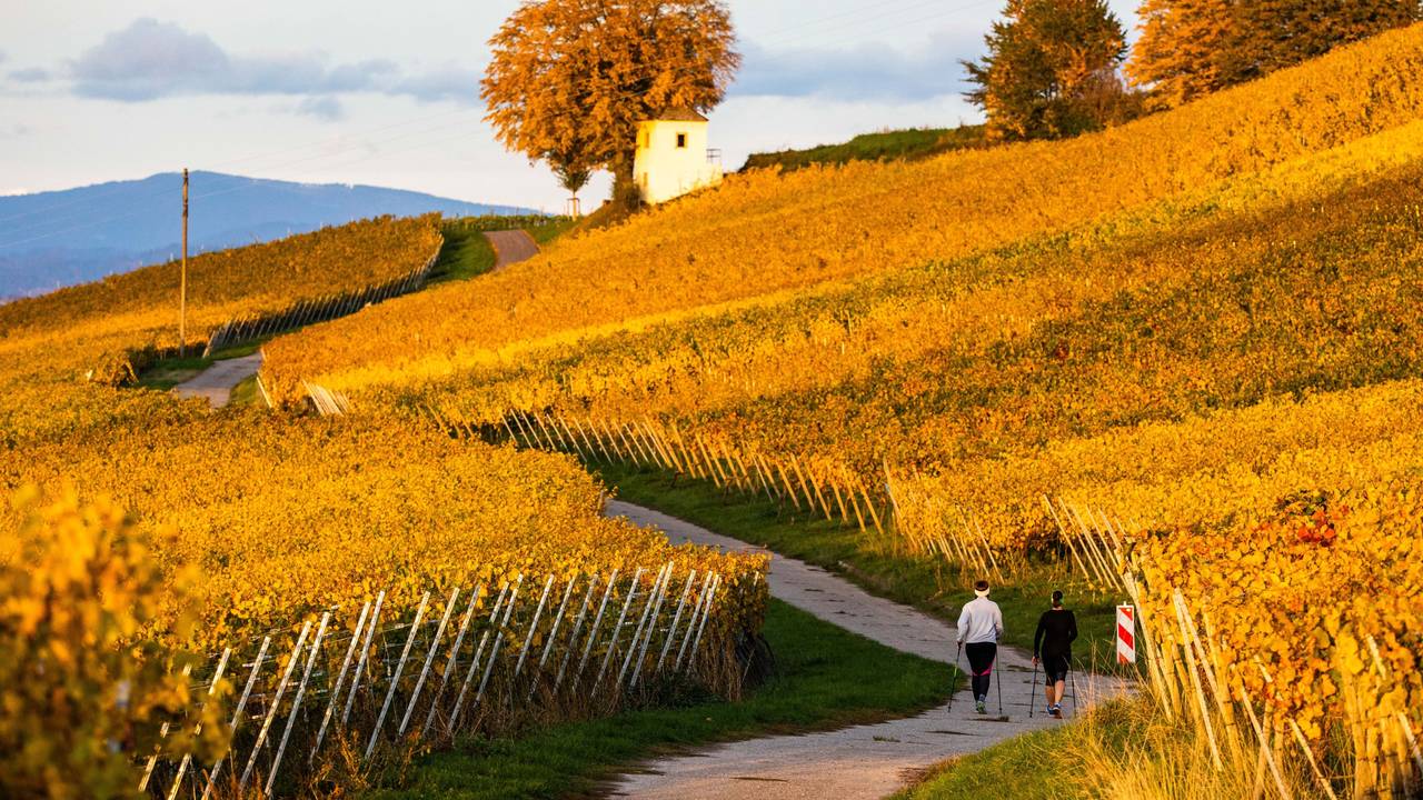 Zwei Frauen gehen inmitten von herbstlich gefärbtem Laub einen Weg auf einem Weinberg entlang, während im Hintergrund der Schwarzwald zu sehen ist.