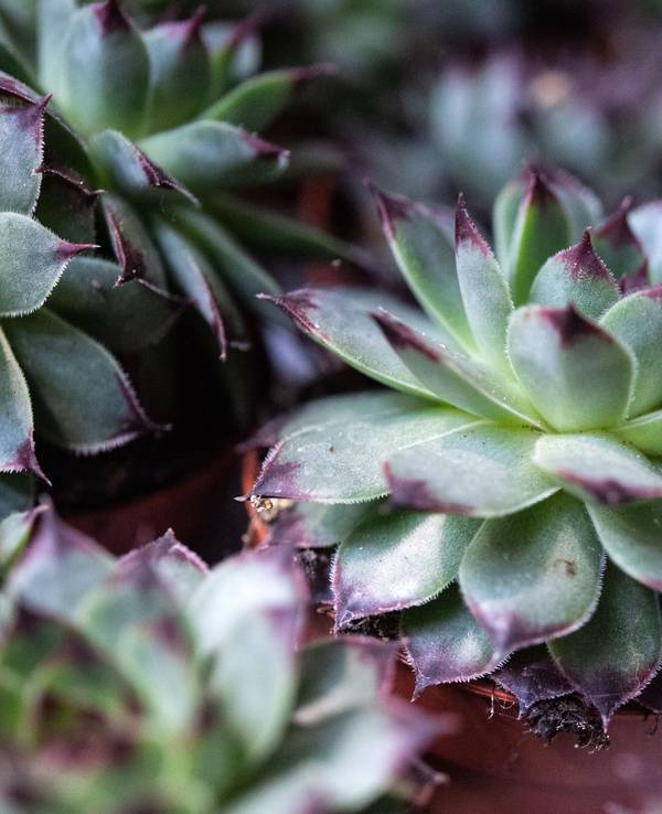 Als äußerst robust gilt Hauswurz (Sempervivum). Die mehrere Tausend Sorten umfassende Gattung ist hitzeresistent und winterhart.