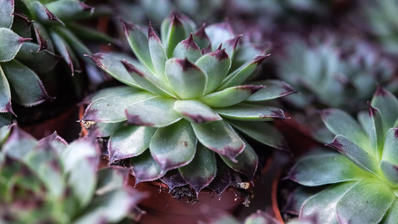 Als äußerst robust gilt Hauswurz (Sempervivum). Die mehrere Tausend Sorten umfassende Gattung ist hitzeresistent und winterhart.