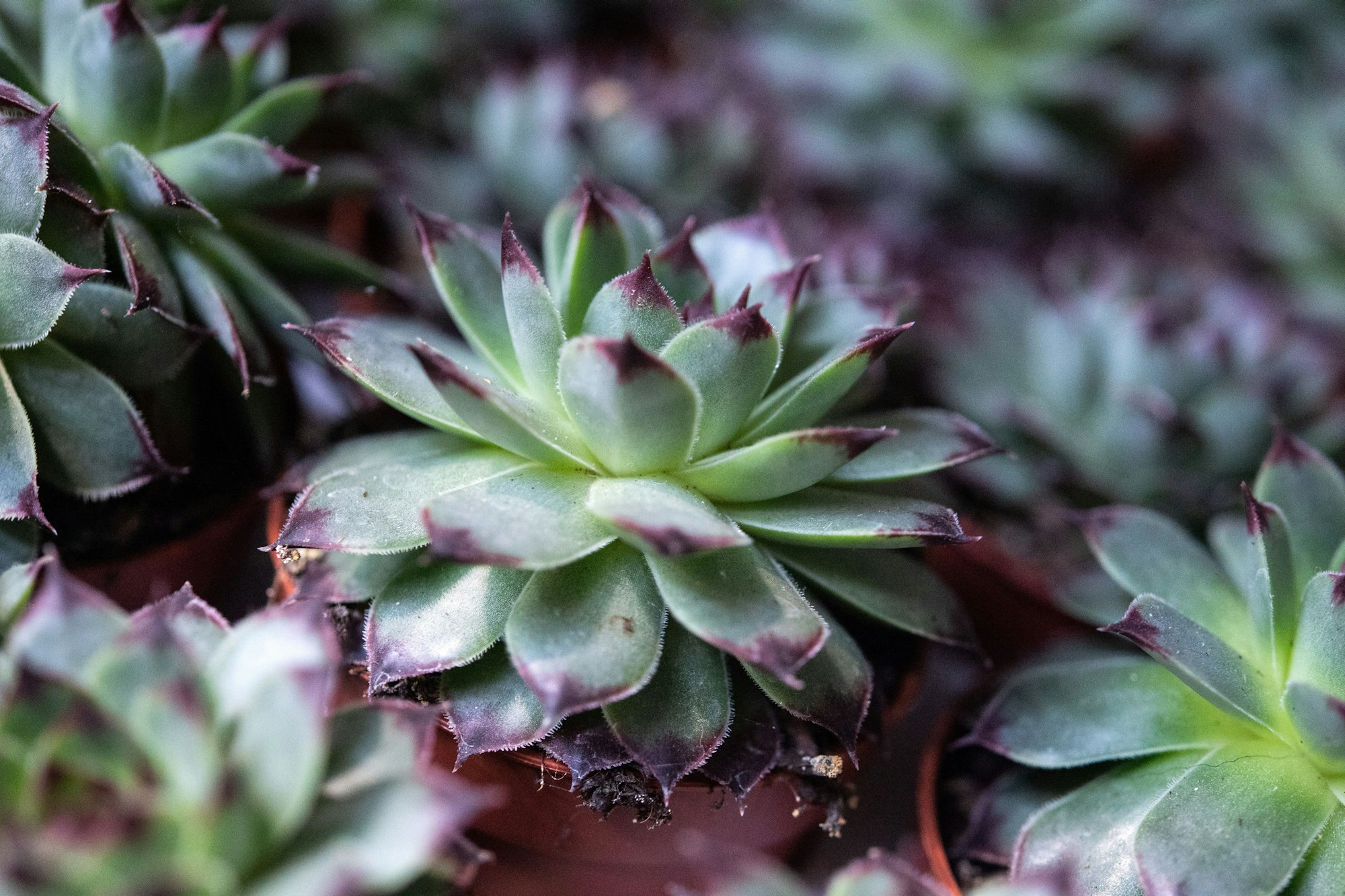 Als äußerst robust gilt Hauswurz (Sempervivum). Die mehrere Tausend Sorten umfassende Gattung ist hitzeresistent und winterhart.