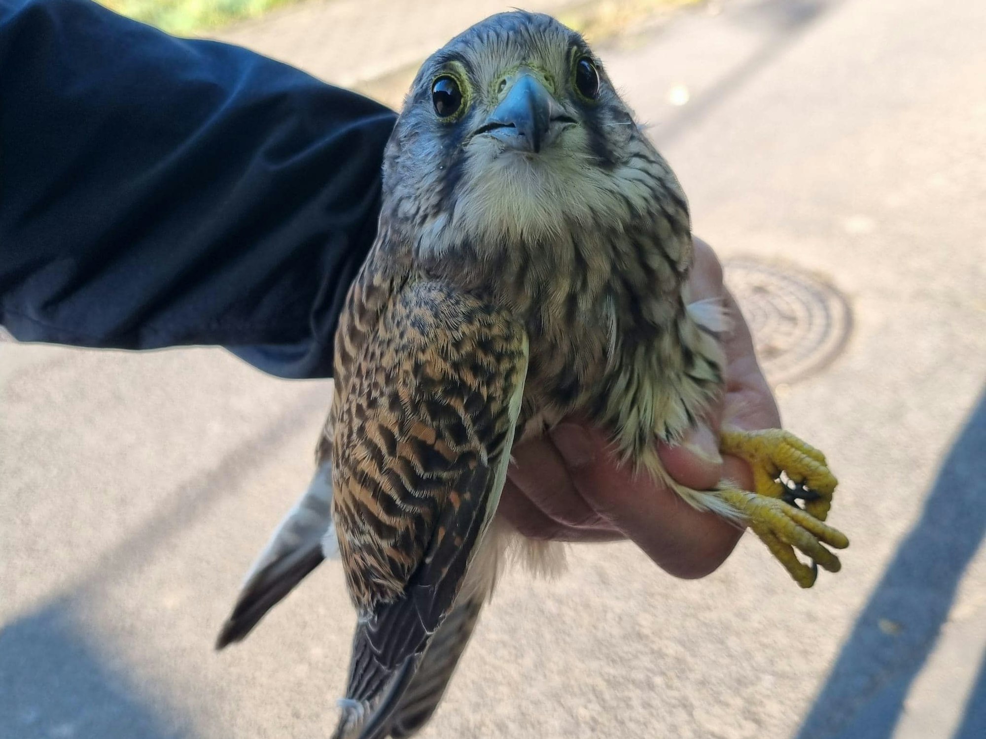 Eine Person hat einen kleinen Falken in der Hand.