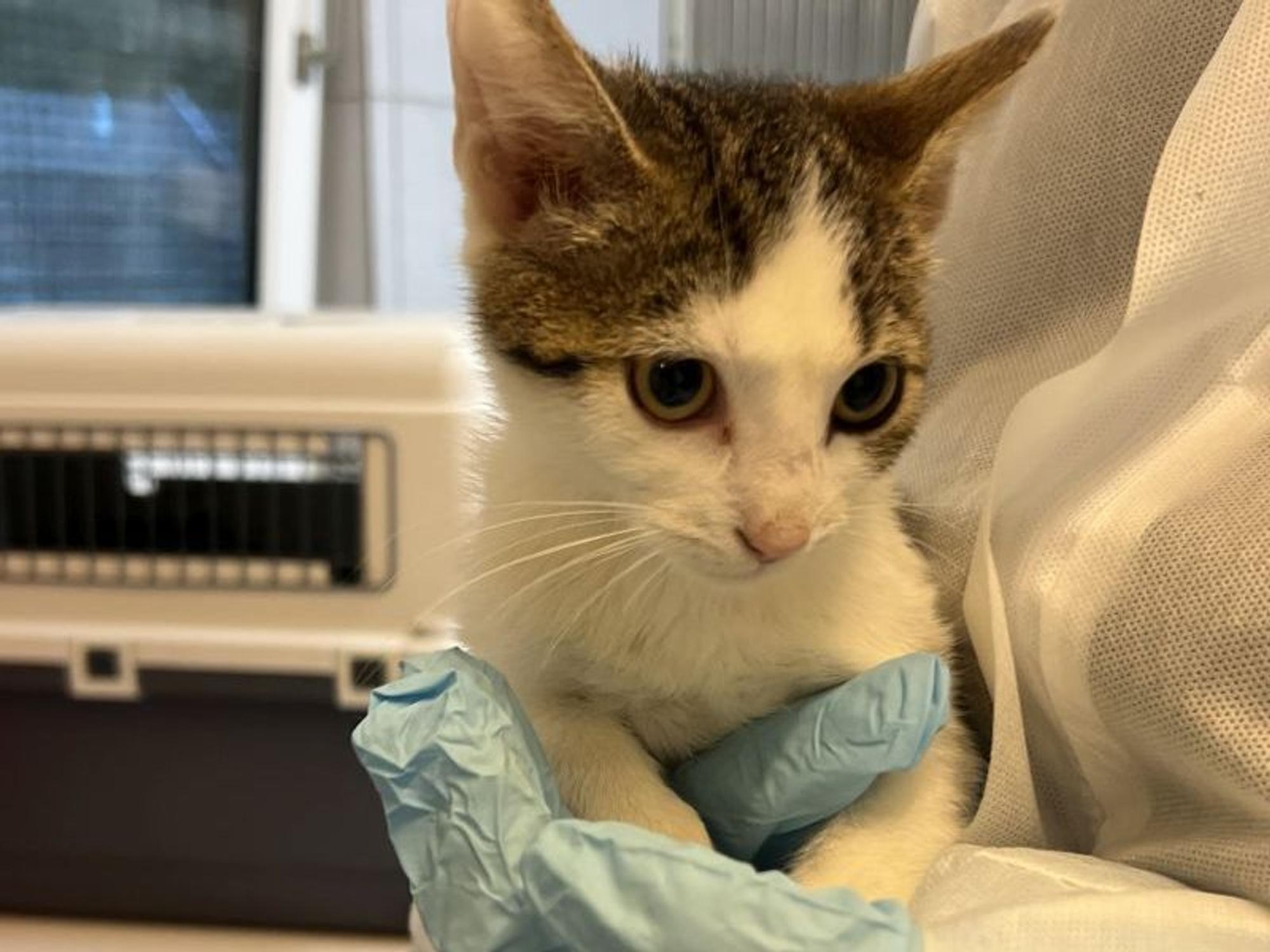 Eine Person in Schutzkleidung hält eine kleine Katze im Arm.