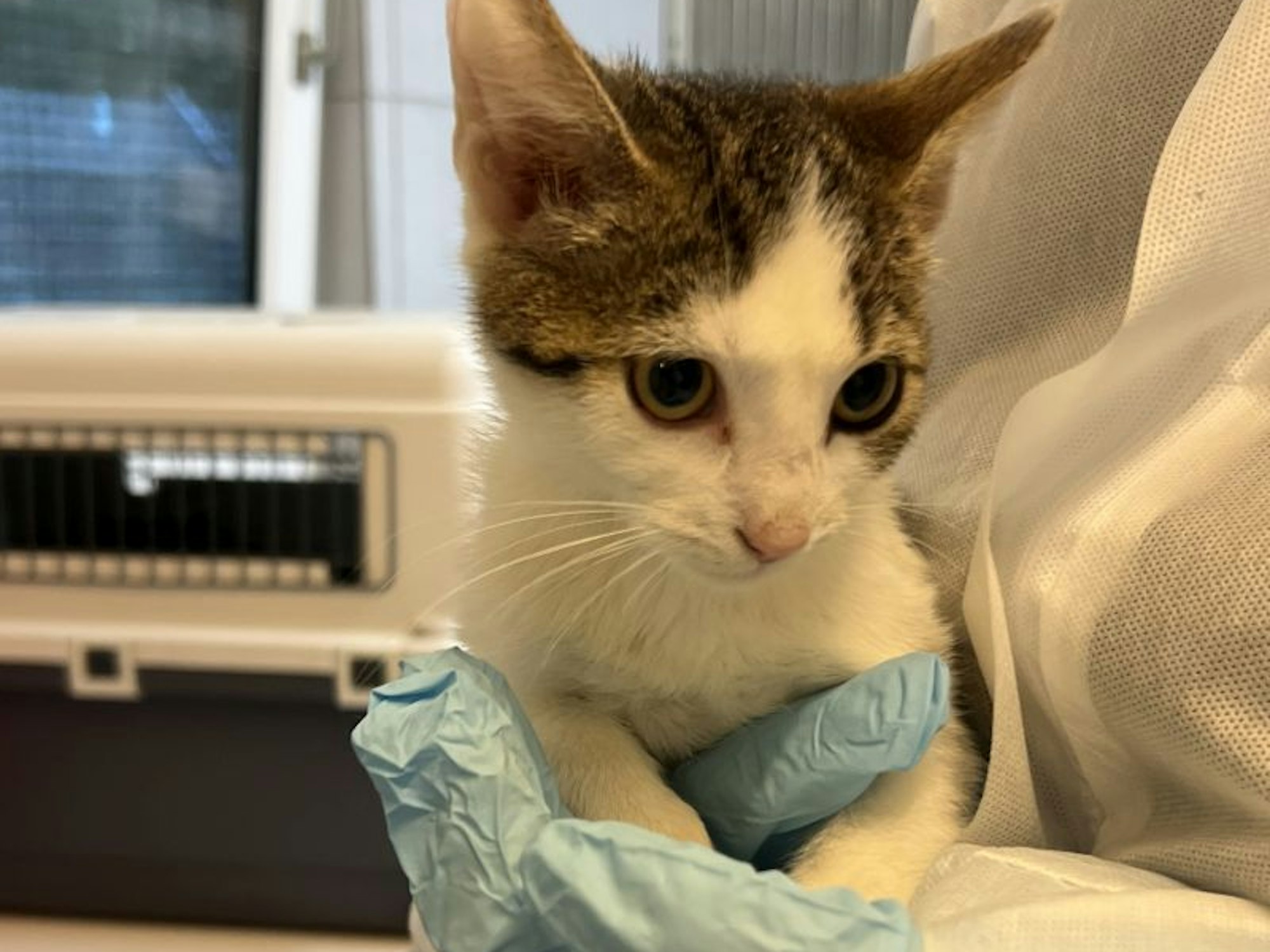 Eine Person in Schutzkleidung hält eine kleine Katze im Arm.