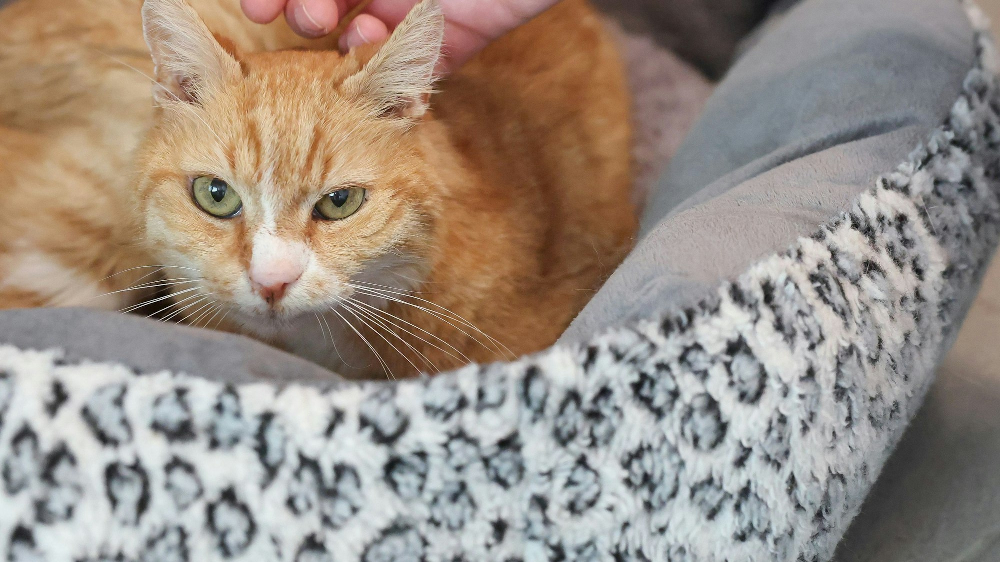 Eine Katze liegt auf einem Körbchen für Haustiere.