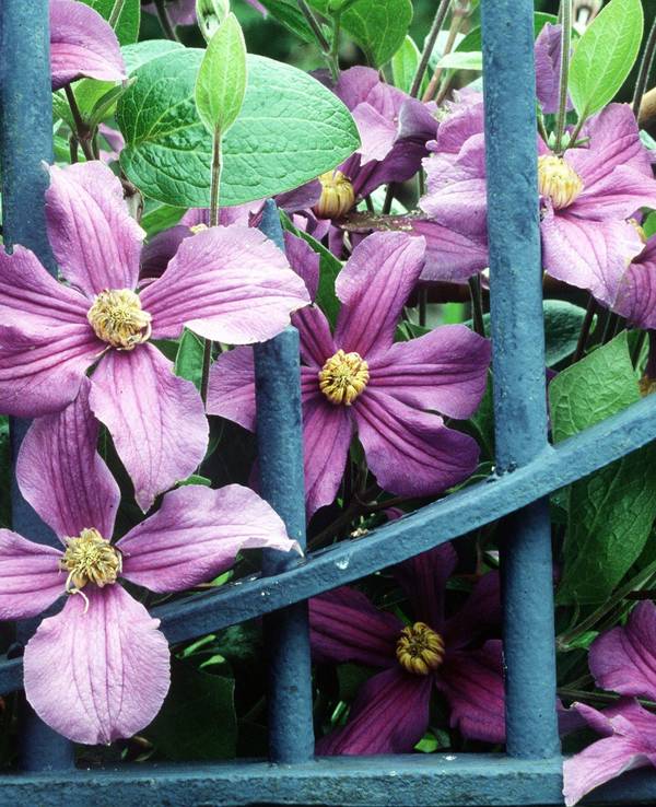 Clematis sind wahre Hingucker im Garten