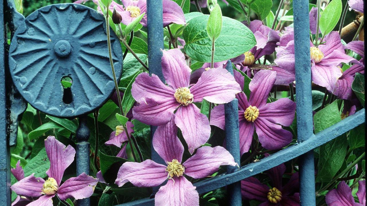 Clematis sind wahre Hingucker im Garten