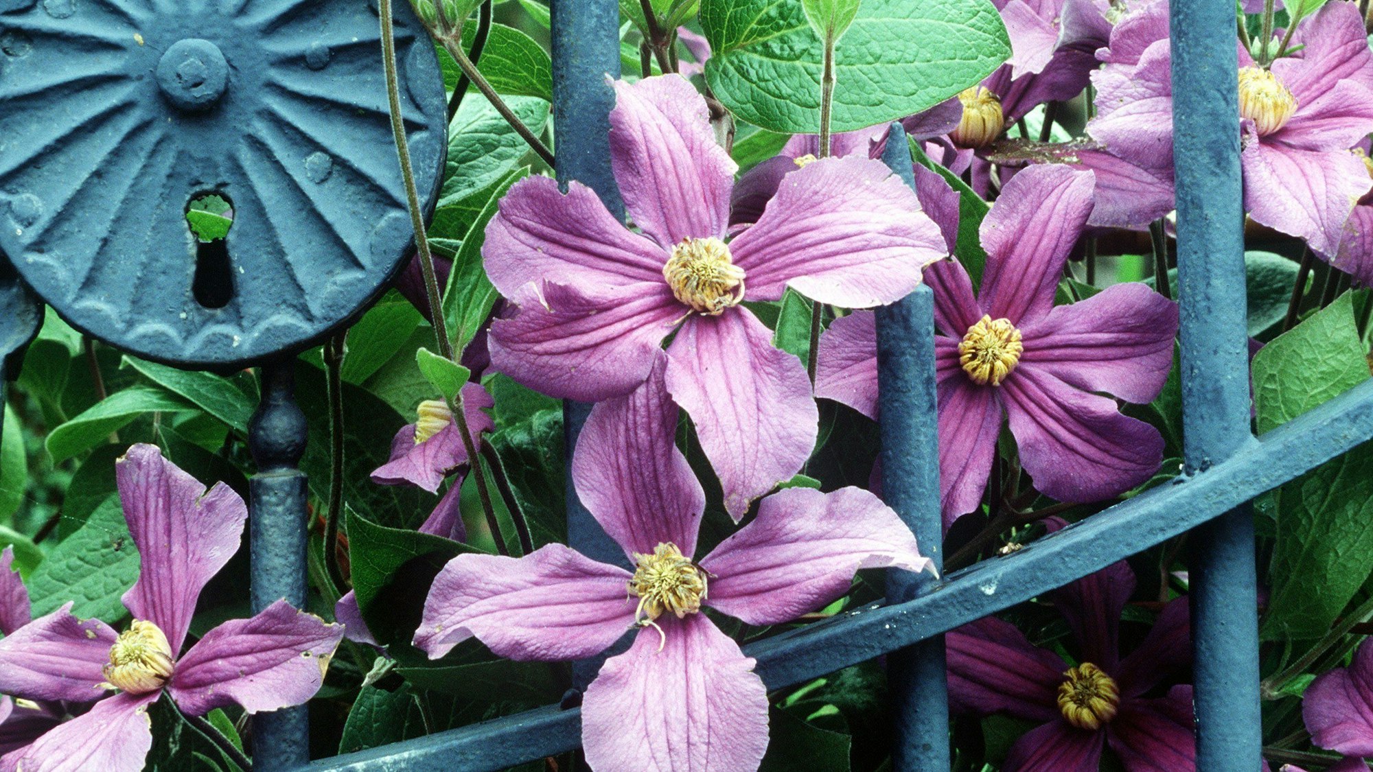 Clematis sind wahre Hingucker im Garten