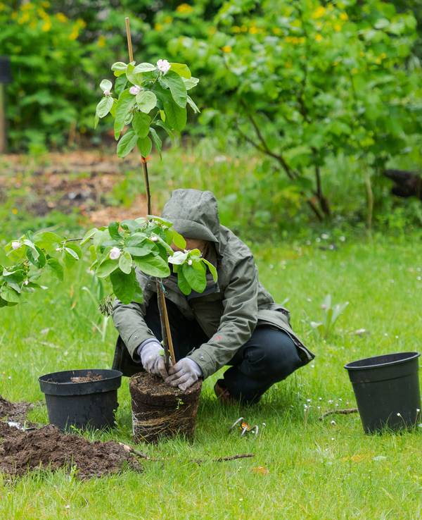 Eine Person im Garten pflanzt einen kleinen Quittenbaum