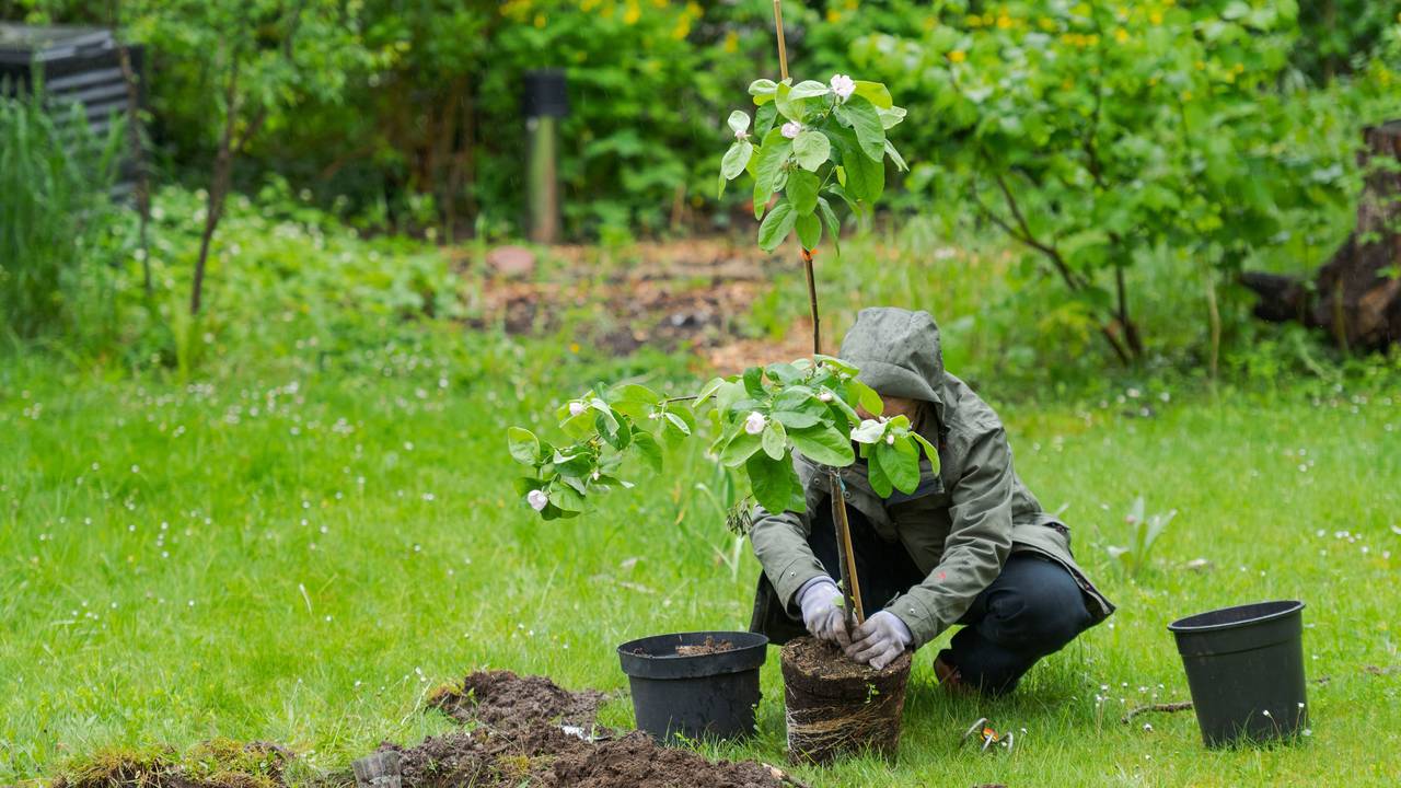 Eine Person im Garten pflanzt einen kleinen Quittenbaum