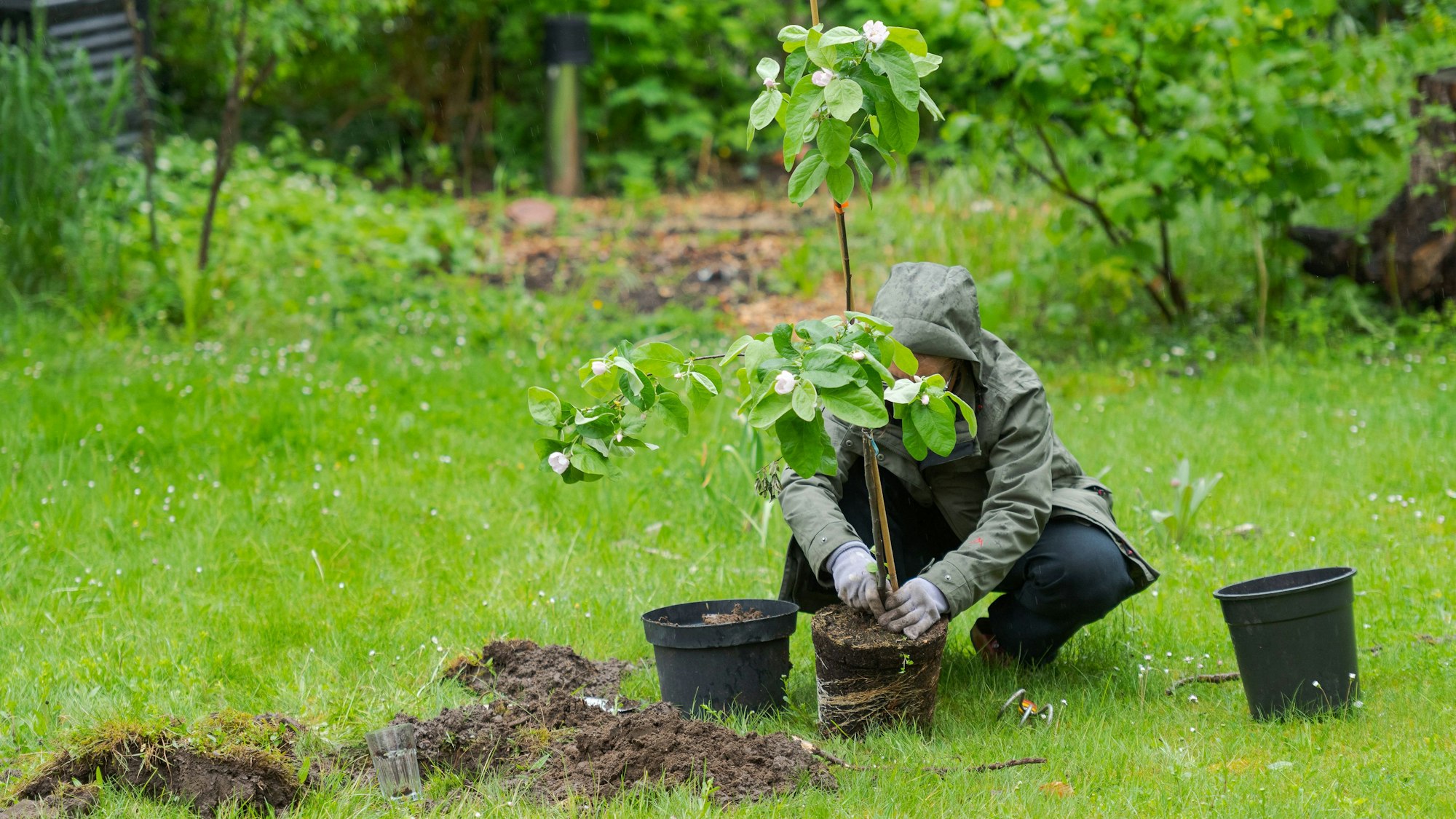 Eine Person im Garten pflanzt einen kleinen Quittenbaum in der Mitte des Rasens bei Regen.