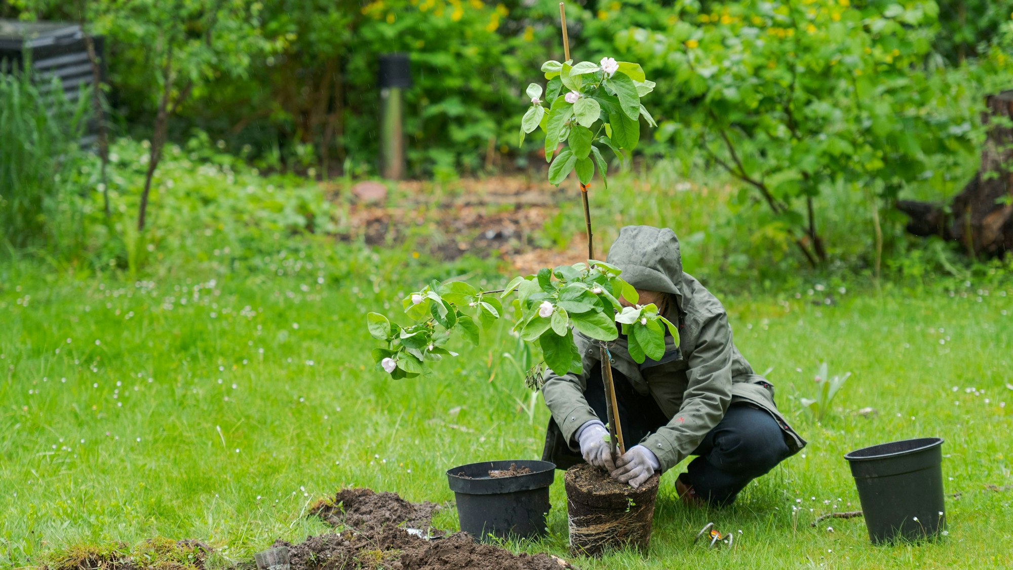 Eine Person im Garten pflanzt einen kleinen Quittenbaum