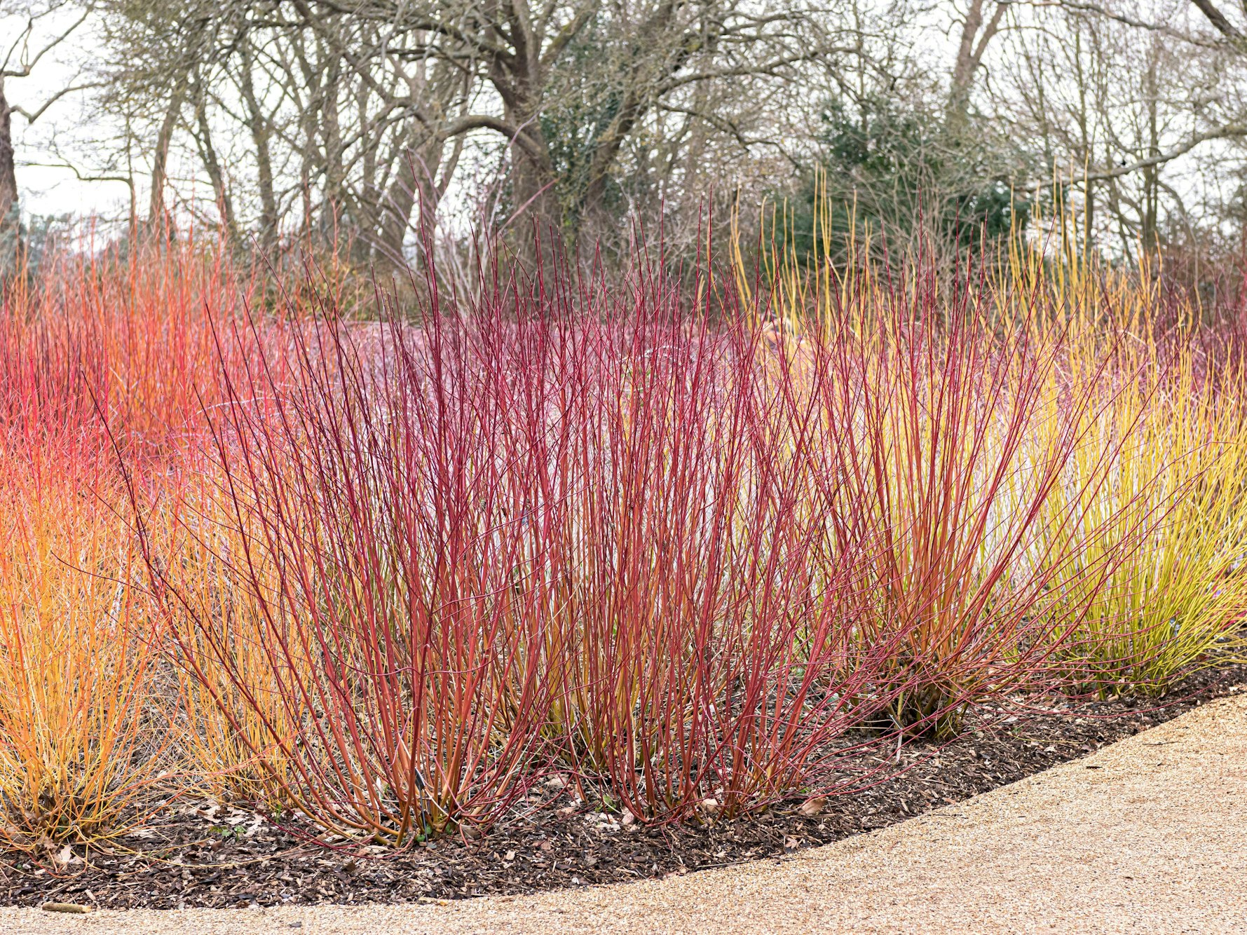 Sibirischer Hartriegel