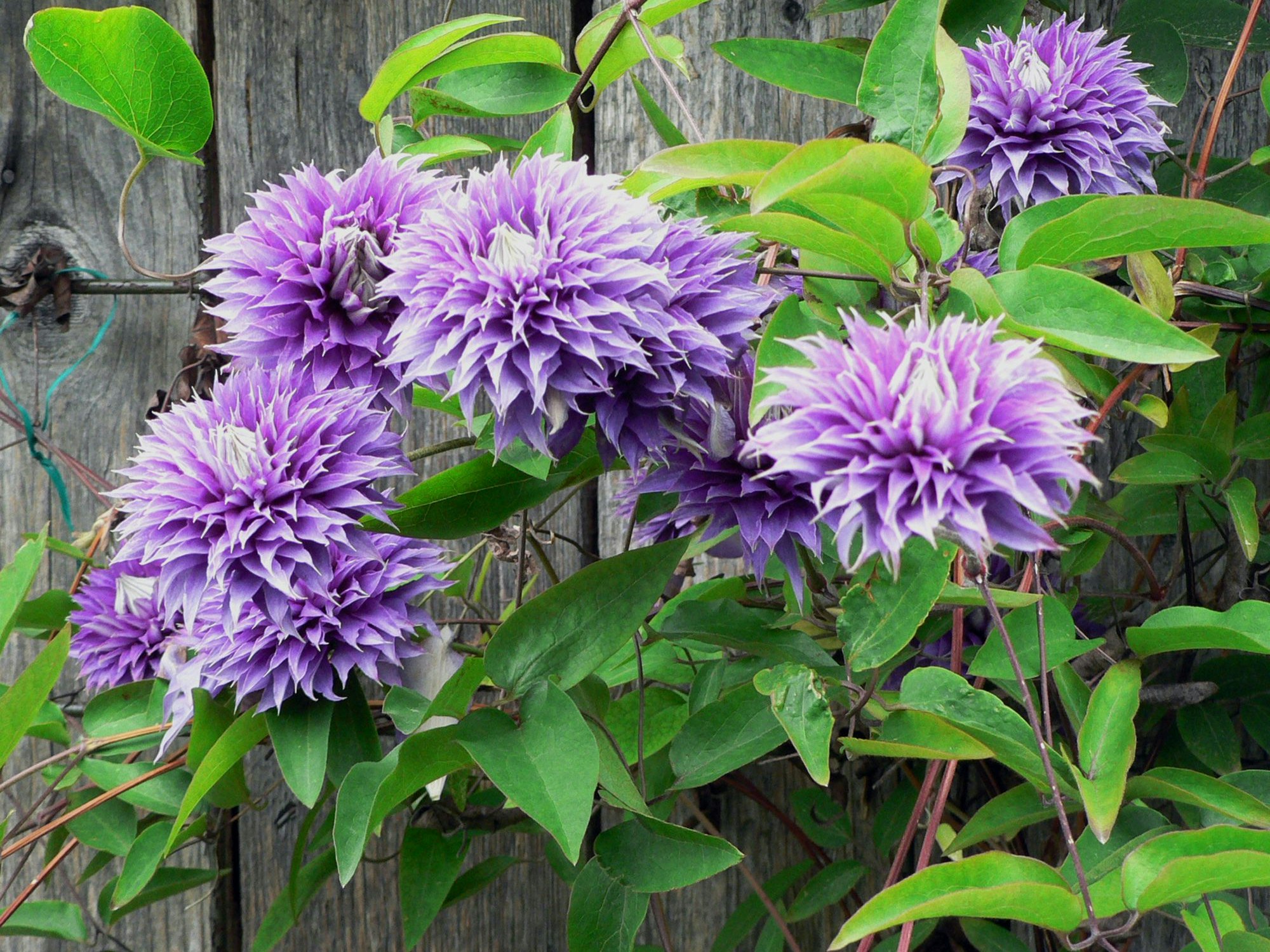 Clematis