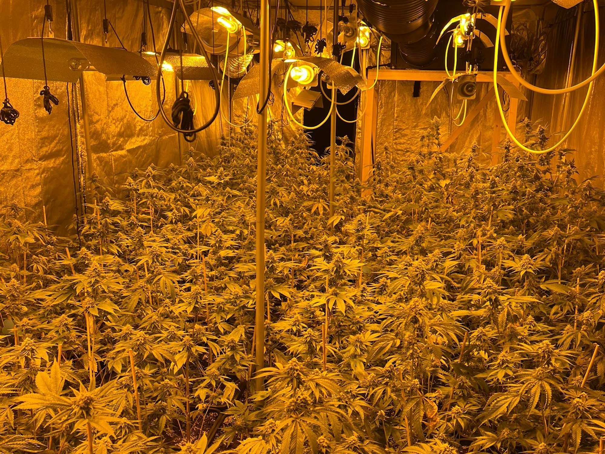In einem Zelt stehen Cannabispflanzen dicht an dicht, über ihnen hängen Lampen.