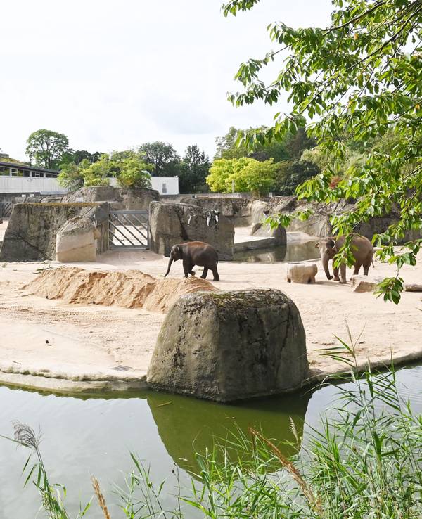 Die Elefantenanlage im Kölner Zoo. Zu sehen sind auch einige der Tiere.