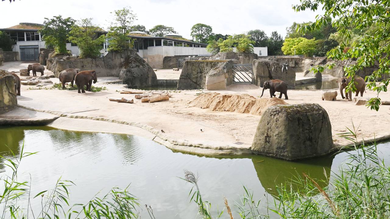 Die Elefantenanlage im Kölner Zoo. Zu sehen sind auch einige der Tiere.