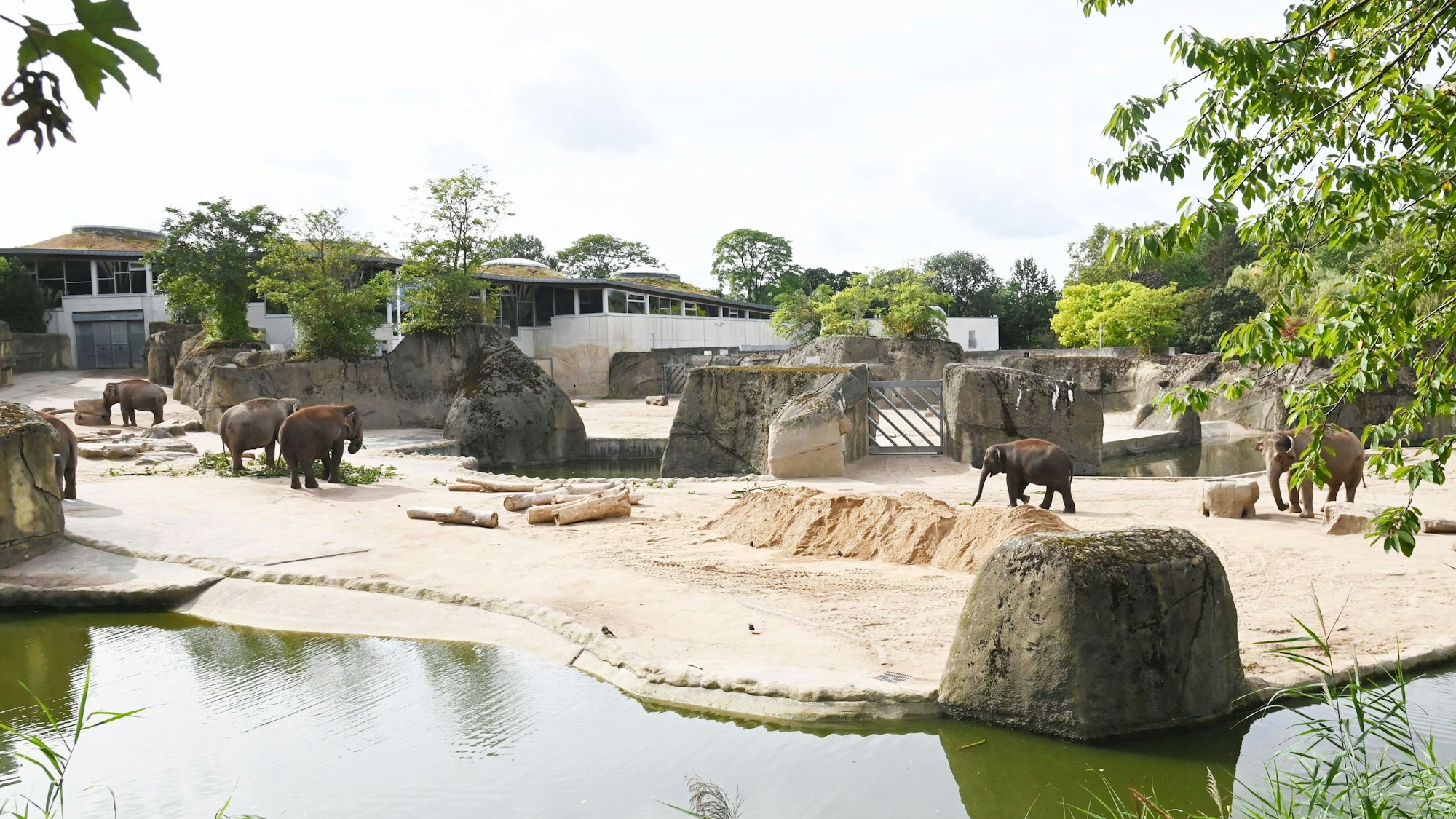 Die Elefantenanlage im Kölner Zoo mit einigen Tieren und großer Wasserstelle.