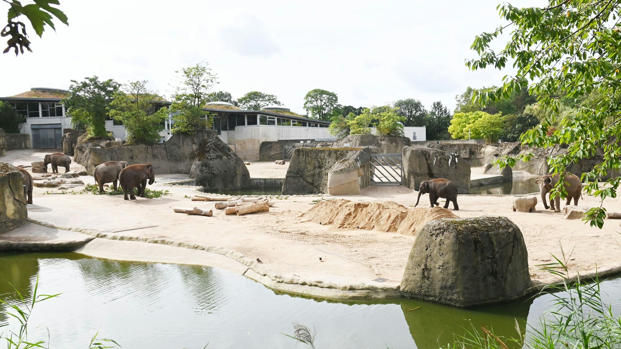 Die Elefantenanlage im Kölner Zoo. Zu sehen sind auch einige der Tiere.