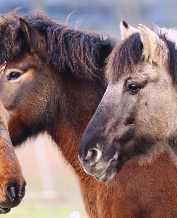 Drei Ponys stehen an einem Januarmorgen bei Temperaturen um die null Grad auf einer Weide in Dahlem in der Morgensonne.