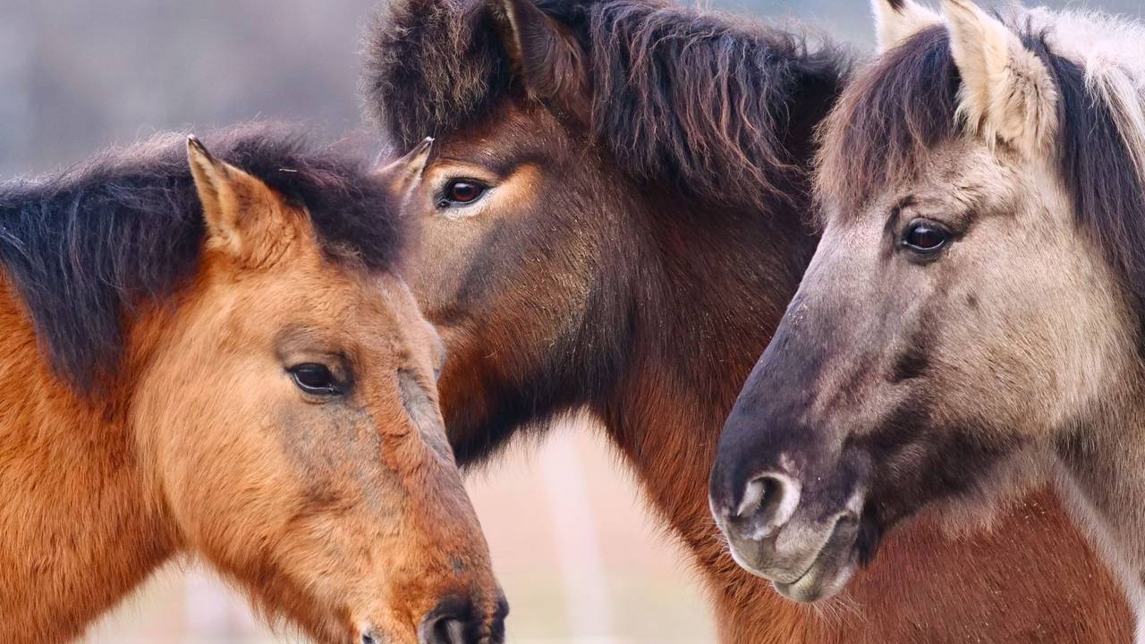 Drei Ponys stehen an einem Januarmorgen bei Temperaturen um die null Grad auf einer Weide in Dahlem in der Morgensonne.