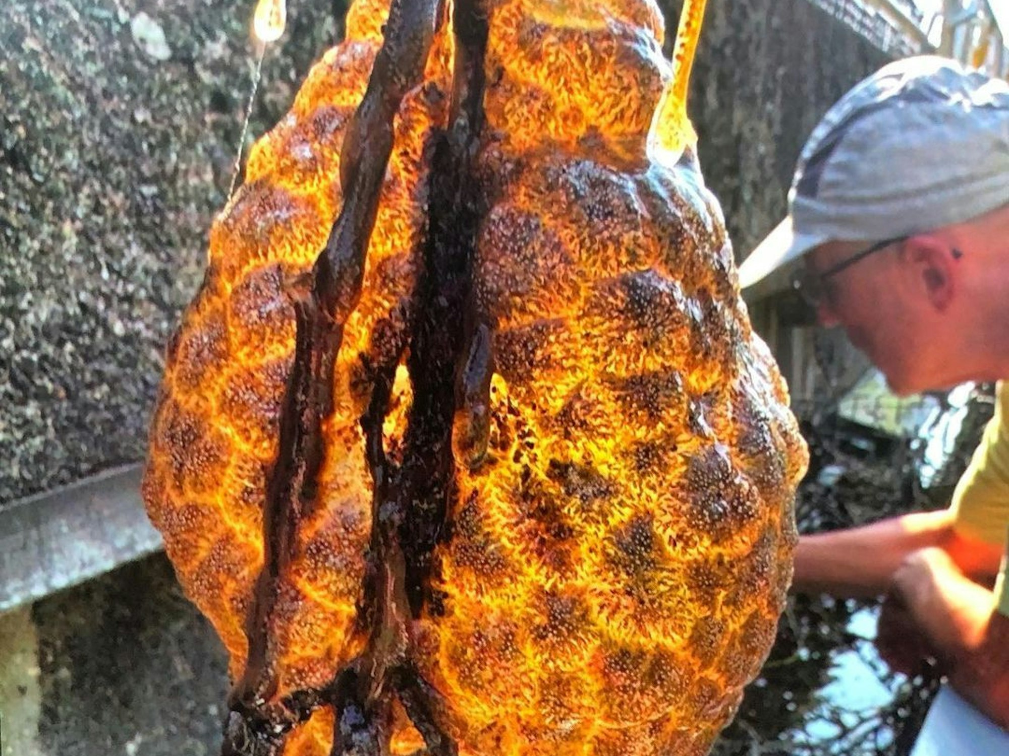 Ein orangefarbener Sack mit winzigen Tieren wurde in einem Utrechter Kanal entdeckt.