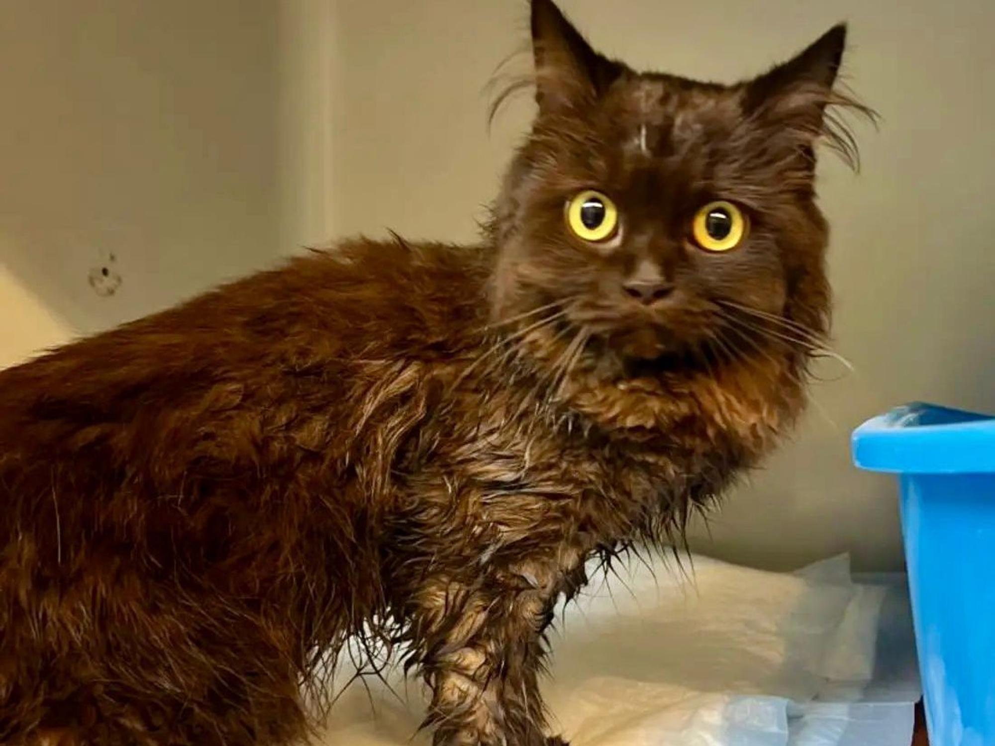 Diese Katze wurde in Köln-Kalk ausgesetzt und war beim Fund klitschnass von ihrem eigenen Urin.