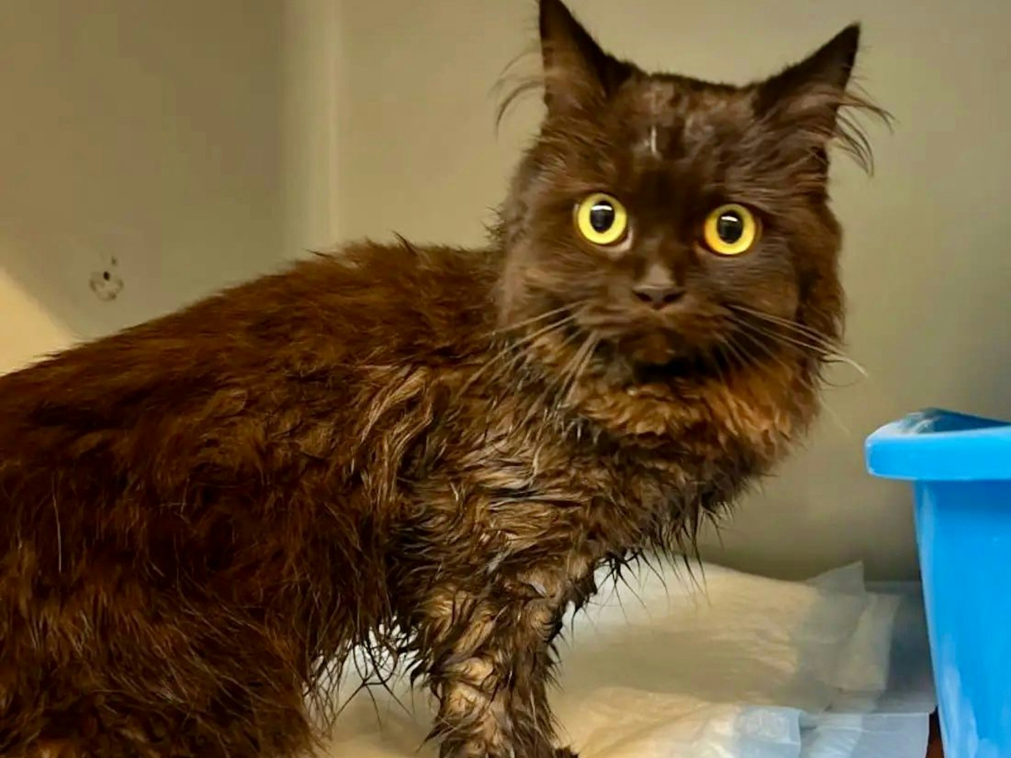 Diese Katze wurde in Köln-Kalk ausgesetzt und war beim Fund klitschnass von ihrem eigenen Urin.