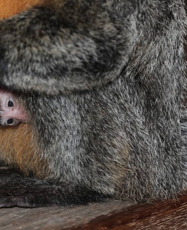 Ein kleiner Affe guckt unter dem Bauch seiner Mutter hervor.