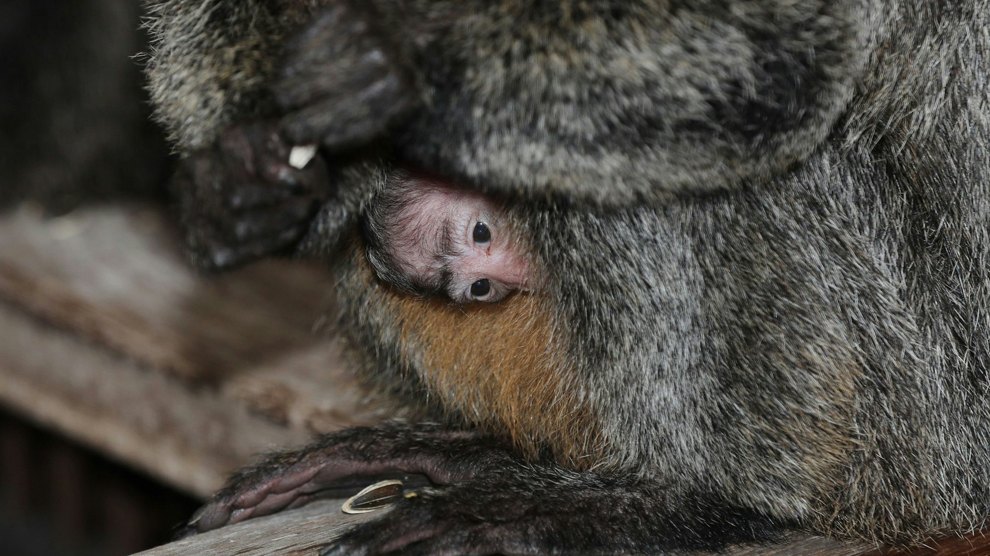Ein kleiner Affe guckt unter dem Bauch seiner Mutter hervor.